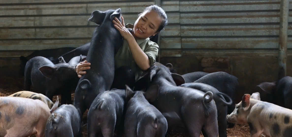 Giá lợn hơi giảm, vì sao sức mua vẫn ảm đạm?